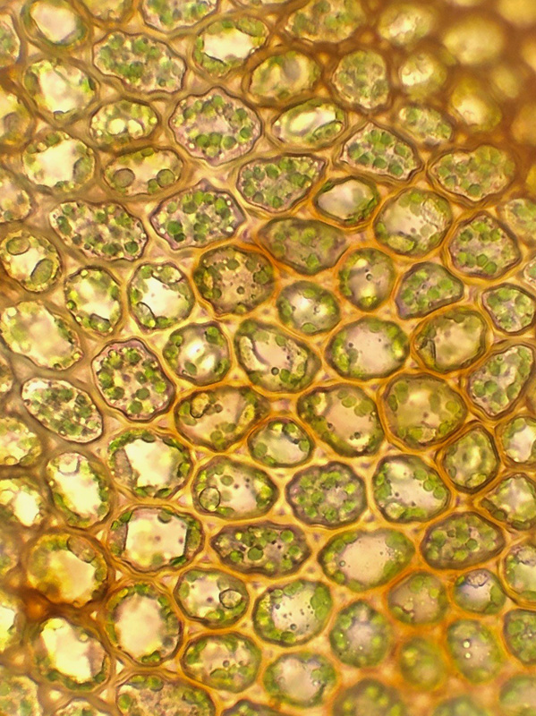 Marsupella sphacelata